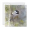 Black Capped Chickadee Cedar Branches Winter Bird