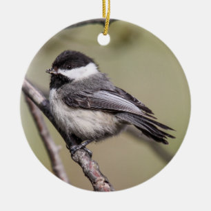 Black-capped Chickadee Ceramic Tree Decoration