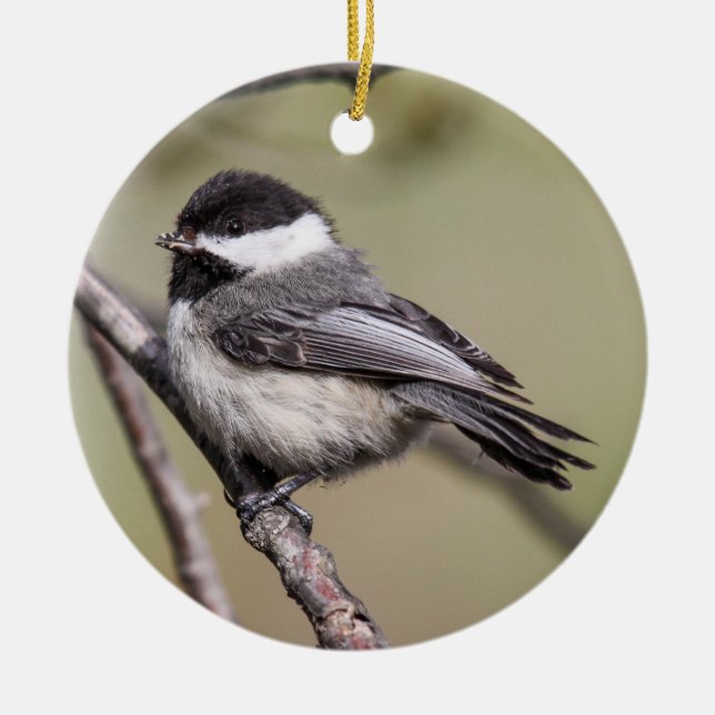 Black-capped Chickadee Ceramic Tree Decoration (Front)