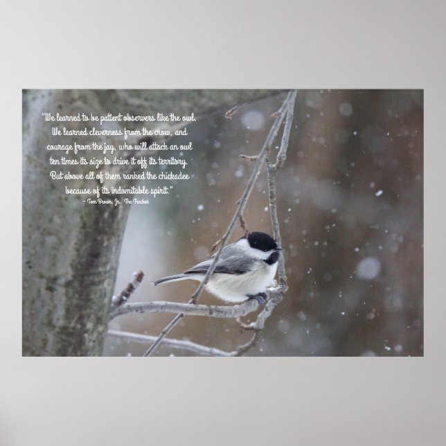 Black Capped Chickadee in Snow - Removable Text Poster (Front)