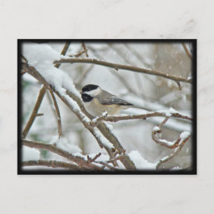 Black-Capped Chickadee in Snow Storm Postcard