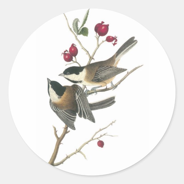Black-capped Chickadee, John Audubon Classic Round Sticker (Front)