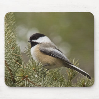 Black-capped Chickadee Mousepad