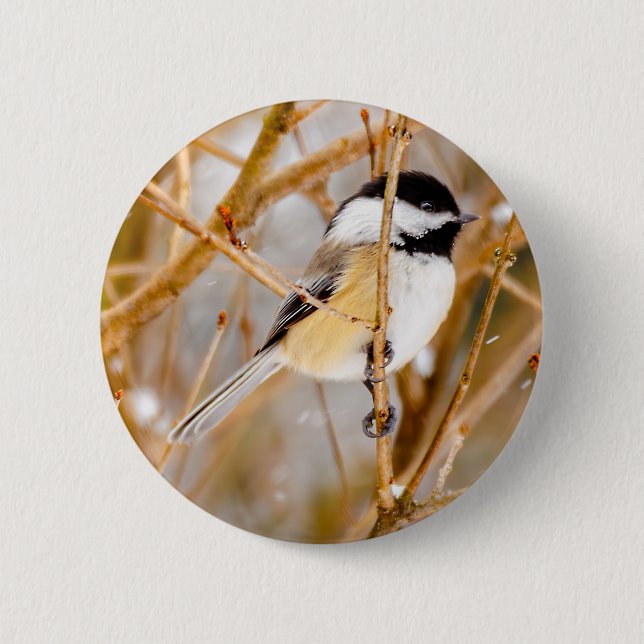 Black-Capped Chickadee - Original Photograph 6 Cm Round Badge (Front)