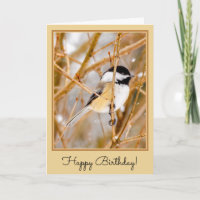 Black-Capped Chickadee - Original Photograph