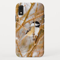Black-Capped Chickadee - Original Photograph
