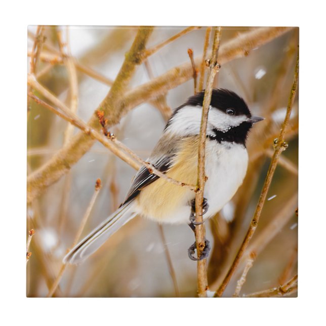 Black-Capped Chickadee - Original Photograph Ceramic Tile (Front)
