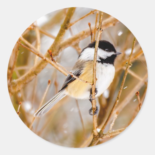 Black-Capped Chickadee - Original Photograph Classic Round Sticker (Front)