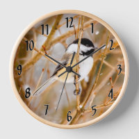 Black-Capped Chickadee - Original Photograph