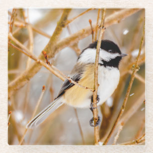 Black-Capped Chickadee - Original Photograph Glass Coaster
