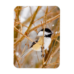 Black-Capped Chickadee - Original Photograph Magnet