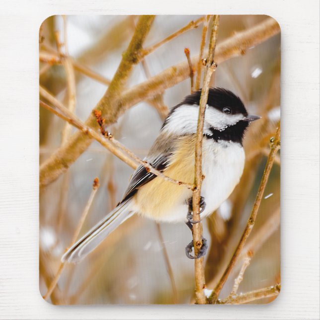 Black-Capped Chickadee - Original Photograph Mouse Pad (Front)
