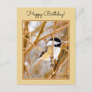Black-Capped Chickadee - Original Photograph Postcard