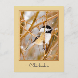Black-Capped Chickadee - Original Photograph Postcard