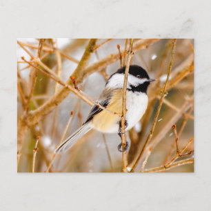 Black-Capped Chickadee - Original Photograph Postcard