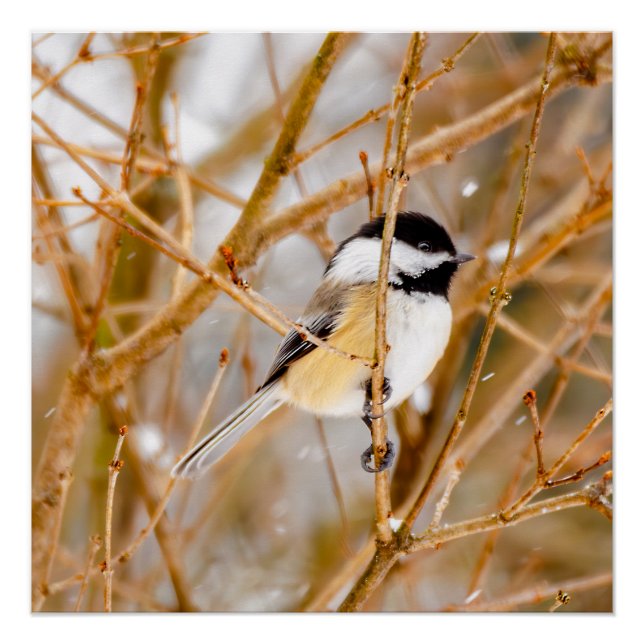 Black-Capped Chickadee - Original Photograph Poster (Front)
