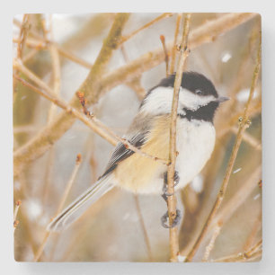 Black-Capped Chickadee - Original Photograph Stone Coaster