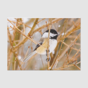 Black-Capped Chickadee - Original Photograph Tissue Paper