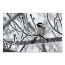 Black-capped Chickadee