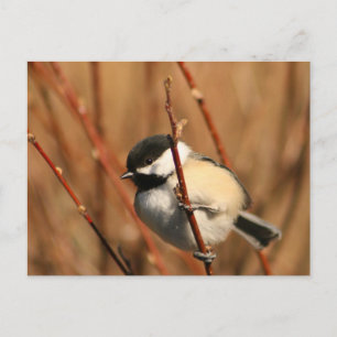 Black Capped Chickadee Postcard