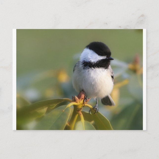 Black-capped Chickadee Postcard (Front)