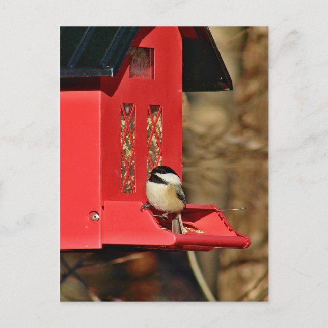 Black-capped Chickadee Postcard (Front)