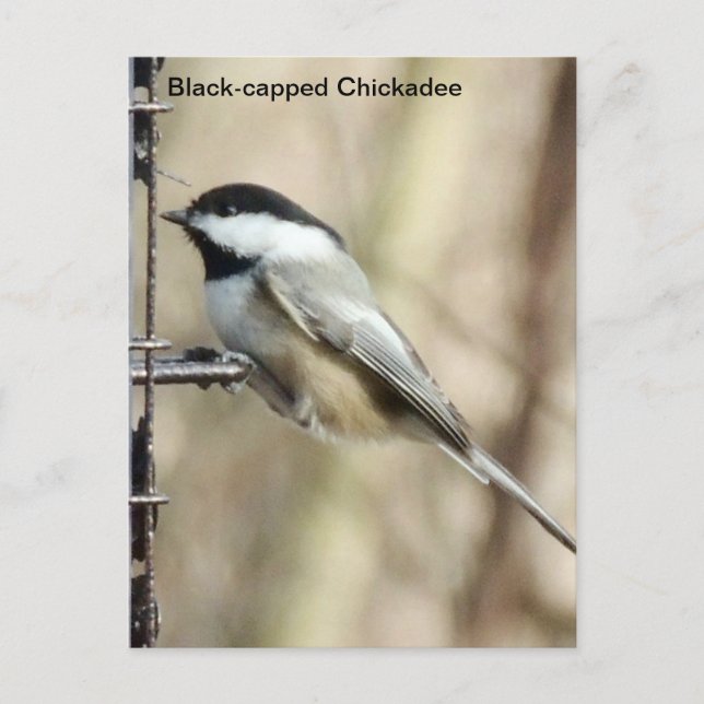 Black-capped Chickadee Postcard (Front)