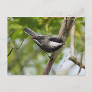 Black Capped Chickadee Postcard