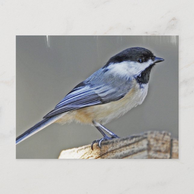 Black Capped Chickadee Postcard (Front)