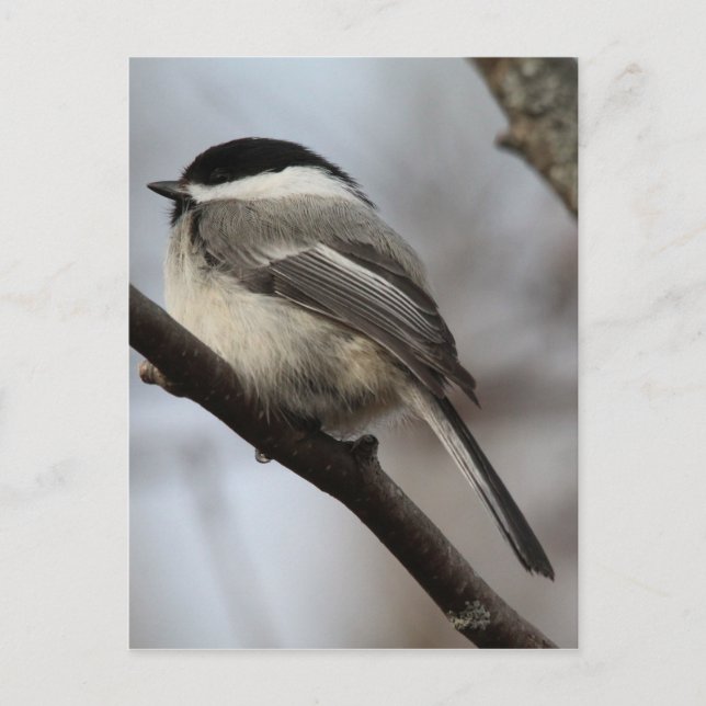 Black Capped Chickadee Postcard (Front)
