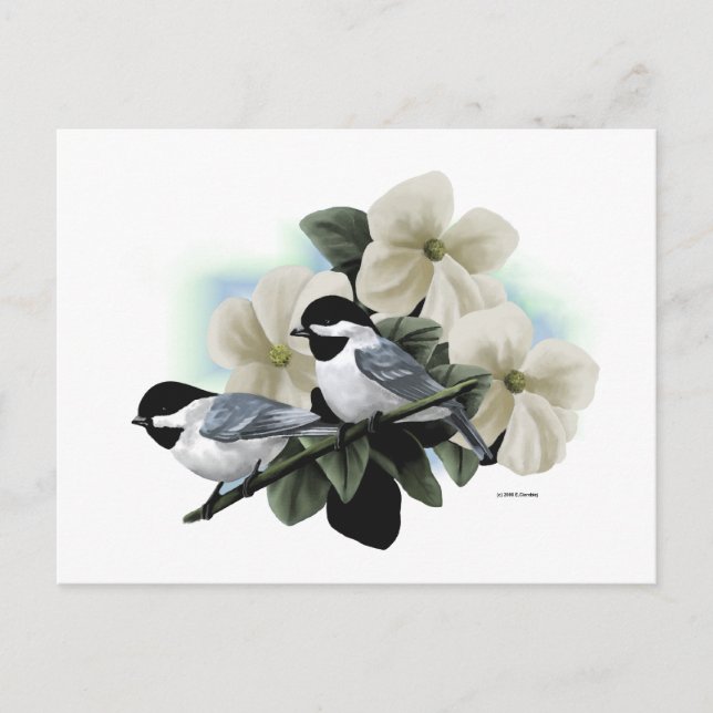 Black Capped Chickadee Postcards (Front)
