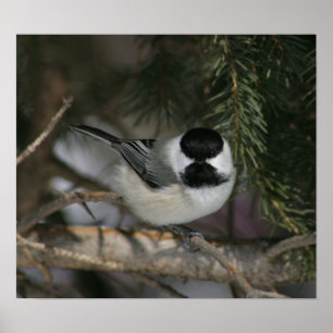 Black Capped Chickadee Print