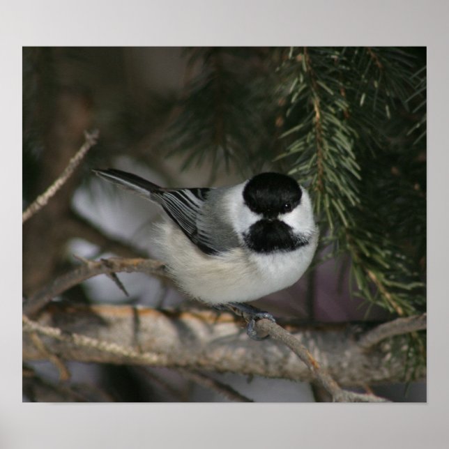 Black Capped Chickadee Print (Front)