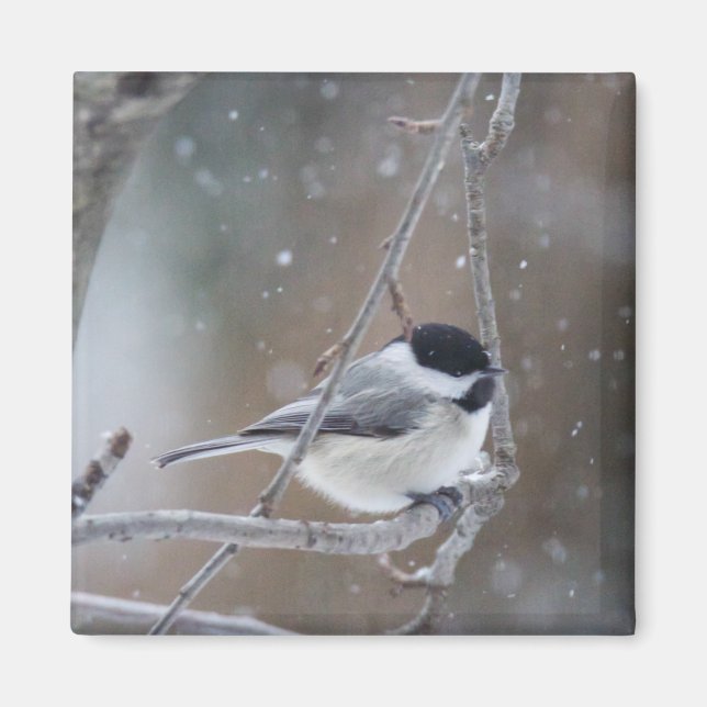 Black-capped Chickadee - Songbird Magnet (Front)