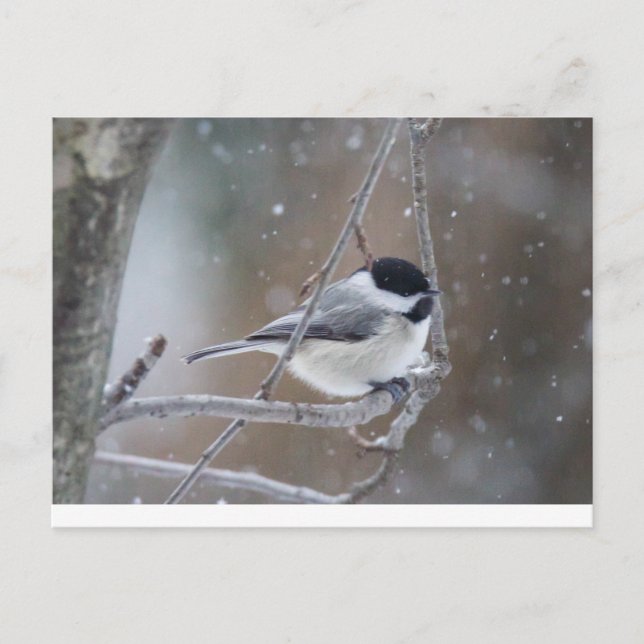Black-capped Chickadee - Songbird Postcard (Front)