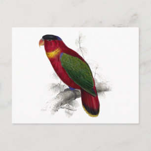 Black-Capped Lory by Edward Lear Postcard