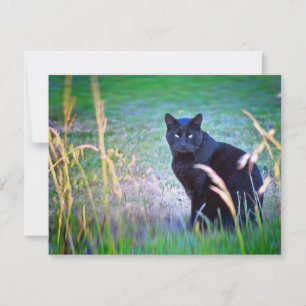 Black Cat