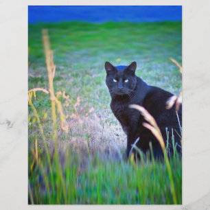 Black Cat