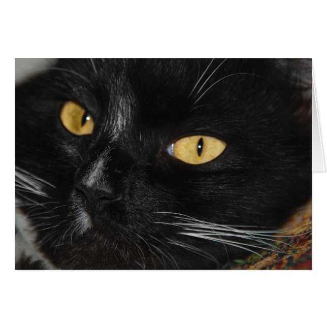 Black cat (Front Horizontal)