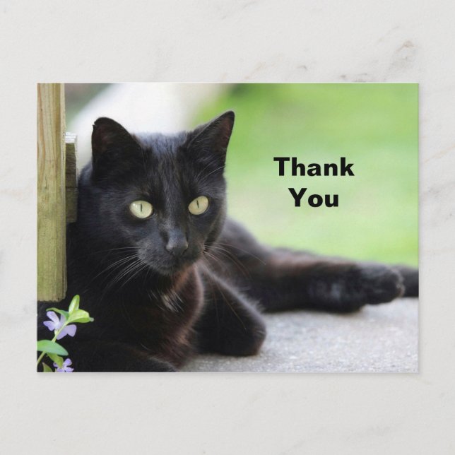 Black Cat 4 Thank You Postcard (Front)