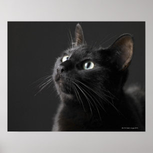 Black cat against black background, close-up poster