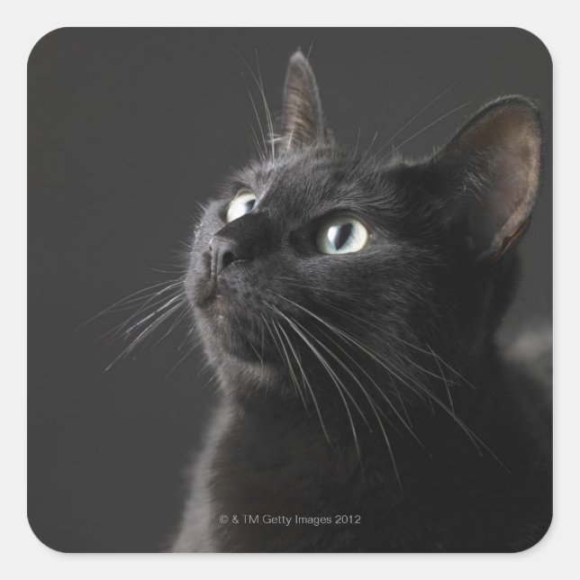Black cat against black background, close-up square sticker (Front)