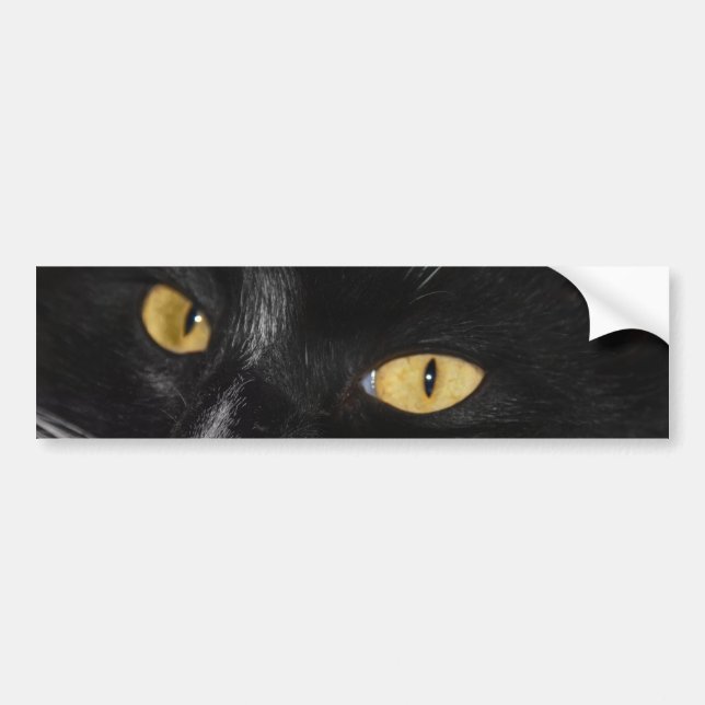 Black cat bumper sticker (Front)