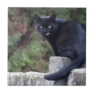 Black Cat Ceramic Tile