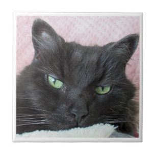 Black Cat Ceramic Tile