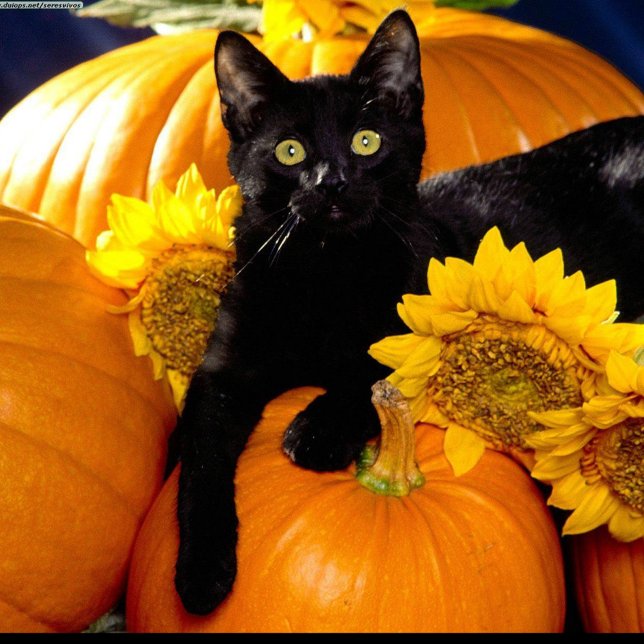 Black Cat Classic Round Sticker (Black Cat Sitting on Pumpkins on Halloween Night!)