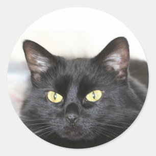Black cat classic round sticker