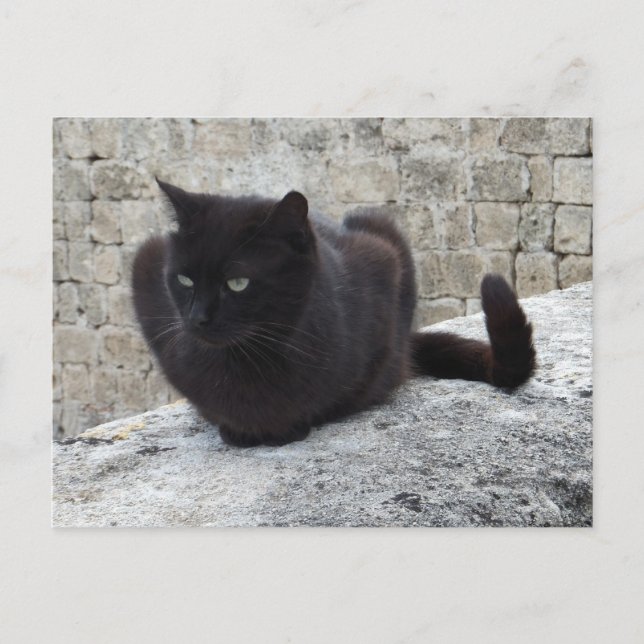Black Cat custom postcard (Front)