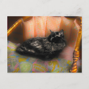 Black Cat Dreaming Postcard