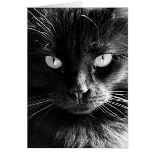Black Cat Face, Eyes, Nose, Whiskers blank notes